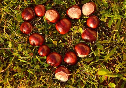 Conkers