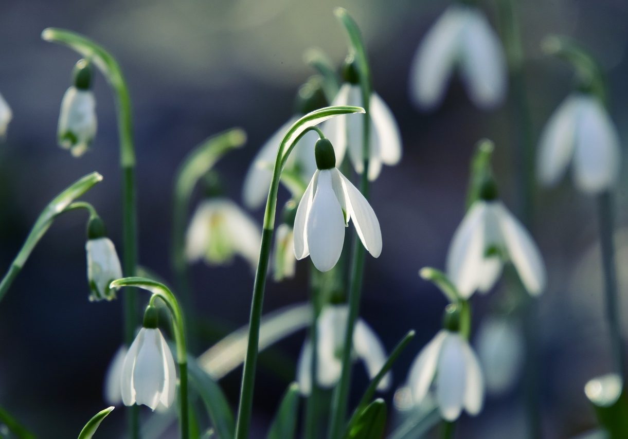 snowdrop-4865866_1280 (1)