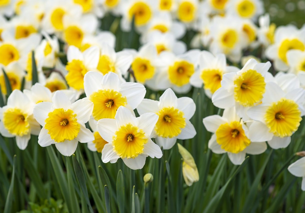 spring-flowers-5094462_1280